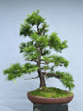 Lärche, Larix, Bonsai, Outdoor - Bonsai, Freilandbonsai, Gartenbonsai, Geschenkidee