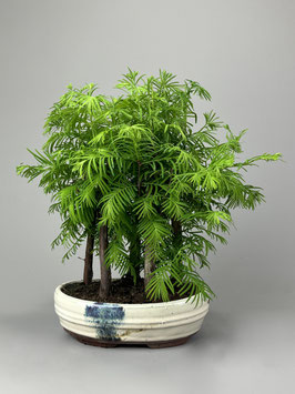 Urweltmammutbaum, Metasequoia glyptostroboides, Bonsai, Freilandbonsai, Geschenkidee