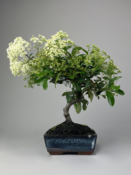 Feuerdorn, Pyracantha coccinea, Outdoor - Bonsai, Freilandbonsai, Solitär, Geschenkidee, Freilandbonsai