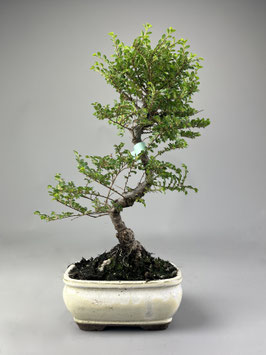 Zwerg Ulme, Ulmus parvifolia 'Seiju', Outdoor - Bonsai, Freilandbonsai