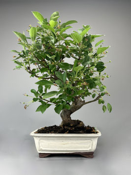 Zierapfel, Malus, Outdoor - Bonsai, Freilandbonsai, Outdoor - Bonsai