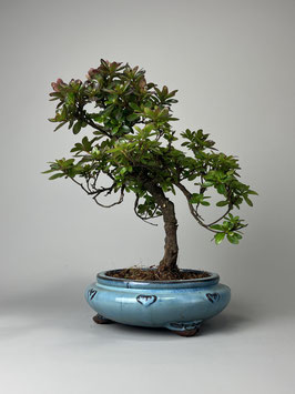 juniperus conferta bonsai Juniperus sabina Yamadori bonsai No.1 – Bonsai Lab main image 0
