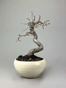Pflaume, Prunus domestica, Blühender Outdoor - Bonsai, Freilandbonsai, Geschenkidee