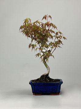 Fächerahorn, Acer palmatum, Ahorn, Bonsai Solitär, Geschenkidee, Freilandbonsai