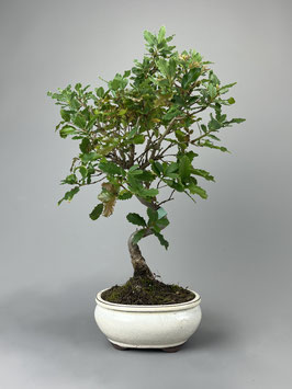 Portugiesische Eiche, Quercus faginea, mediterraner Bonsai, Geschenkidee, Seltener Bonsai