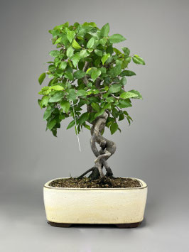 Koreanische Hainbuche,  Carpinus coreana, Freilandbonsai, Outdoor - Bonsai