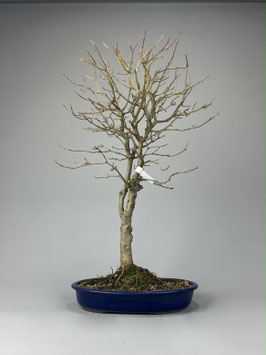 Dreispitzahorn, Acer buergerianum, Outdoor - Bonsai, Freilandbonsai