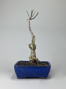 Purpur-Magnolie, Magnolia liliiflora, Blühender Outdoor - Bonsai, Freilandbonsai, Geschenkidee