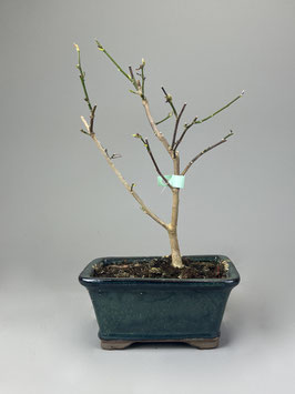 Magnolie, Magnolia, Blühender Outdoor - Bonsai, Freilandbonsai, Geschenkidee