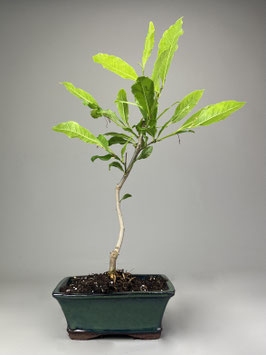 Magnolie, Magnolia, Blühender Outdoor - Bonsai, Freilandbonsai, Geschenkidee