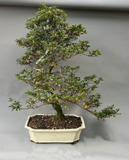 Satsuki - Azalee, Rhododendron indicum, Freilandbonsai, Gartenbonsai, Geschenkidee