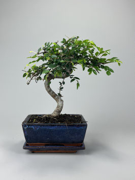 Chinesische Ulme Ulmus parviflora, Bonsai Geschenkidee, Zimmerbonsai / Indoorbonsai, Pflegeleicht