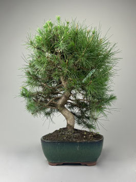 Aleppo Kiefer, Pinus halepensis, mediterraner Bonsai, Geschenkidee