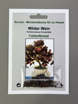 Samen+Anzuchtset: Wilder Wein, Parthenocissus tricuspidata, Freilandbonsai, Geschenkidee, Bonsai-Samen