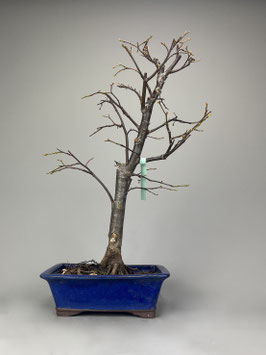 Winterlinde, Tilia cordata, Linde, Freilandbonsai, Outdoor - Bonsai