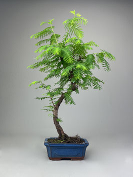 Urweltmammutbaum, Metasequoia glyptostroboides, Bonsai, Freilandbonsai, Geschenkidee