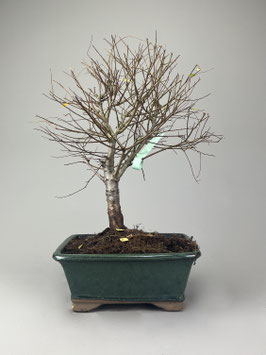 Feldulme, Ulmus carpinifolia, Outdoor - Bonsai, Freilandbonsai, Solitär