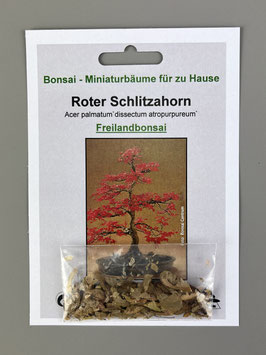Roter Schlitzahorn, Acer palmatum `dissectum atropurpureum`, Freilandbonsai, Geschenkidee, Bonsai-Samen