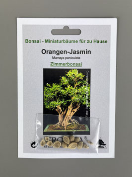 Orangen-Jasmin, Murraya paniculata, Zimmerbonsai, Geschenkidee, Bonsai-Samen