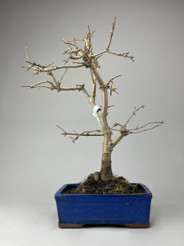 Acer campestre, Feldahorn, Outdoor - Bonsai, Freilandbonsai