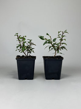 Märzkirsche, Prunus incisa ´Kojou-no-mai´, 3 Jahre, Bonsai - Jungpflanze