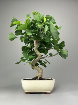 Fächerblattbaum, Ginkgo biloba, Freilandbonsai, Geschenkidee
