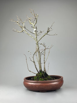 Zierquitte, Chaenomeles, Outdoor - Bonsai mit Blüten und Frucht, Freilandbonsai, Geschenkidee, Blühender Bonsai