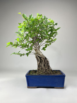 Feldulme, Ulmus carpinifolia, Outdoor - Bonsai, Freilandbonsai, Solitär