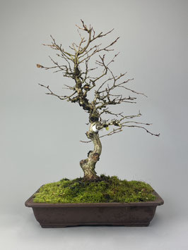 Koreanische Hainbuche,  Carpinus turczaninowii, Freilandbonsai, Outdoor - Bonsai