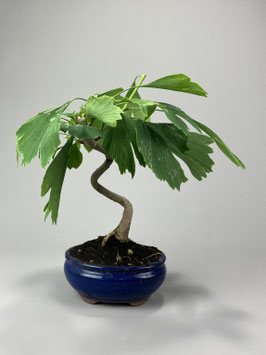 Fächerblattbaum, Ginkgo biloba, Freilandbonsai, Geschenkidee