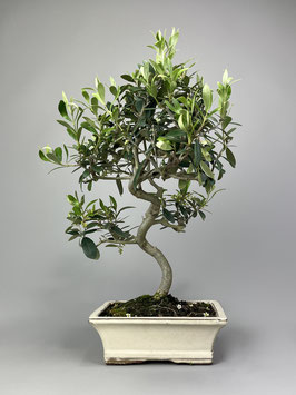 Ölbaum / Olivenbaum / Olea europaea, mediterraner Bonsai, Geschenkidee