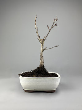 Japanische Hänge-Nelkenkirsche, Prunus serrulata 'Kiku-shidare-Zakura', Blühender Outdoor - Bonsai, Freilandbonsai, Geschenkidee