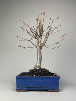 Japanischer Kuchenbaum / Katsurabaum / Lebkuchenbaum, cercidiphyllum japonicum, Garten Bonsai, Freilandbonsai Geschenkidee