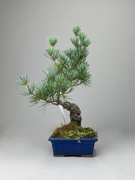 Mädchen - Kiefer, Pinus pentaphylla, Shohin, Japan, Outdoor - Bonsai, Freilandbonsai