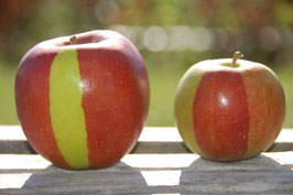 Äpfel und Birnen