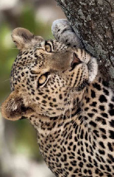 5 days / 6 nights Tanzania Lodge Safari ( Wildlife)