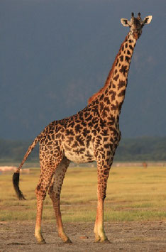 3 nights/4 days Tanzania Lodge Safari ( Wildlife Lodge)