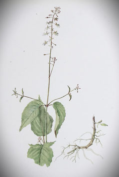 Circaea lutetiana (Saatgut)