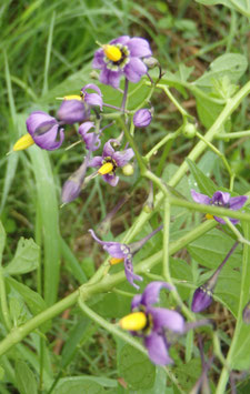 Solanum dulcamara (Saatgut)