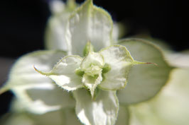 Salvia sclarea (Saatgut)
