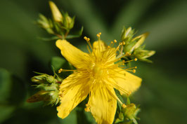 Hypericum perforatum (Saatgut)