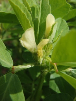 Trigonella foenum-graecum (Saatgut)