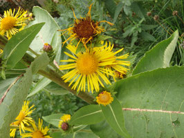 Inula helenium (Saatgut)