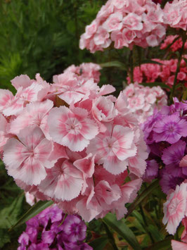 Dianthus barbatus (Saatgut)