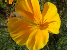 Eschscholzia californica (Saatgut)