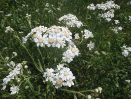 Achillea ptarmica (Saatgut)