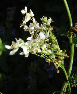 Filipendula vulgaris (Saatgut)