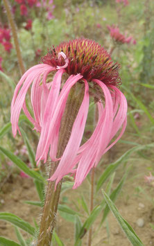 Echinacea pallida (Saatgut)