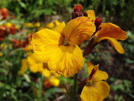 Erysimum/Cheiranthus cheiri -Mix- (Saatgut)