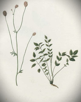Sanguisorba officinalis (Saatgut)